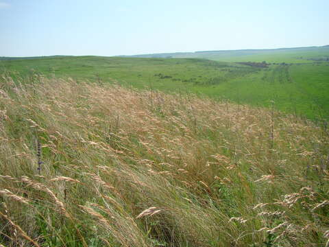 Helictotrichon desertorum (Less.) Pilg. resmi