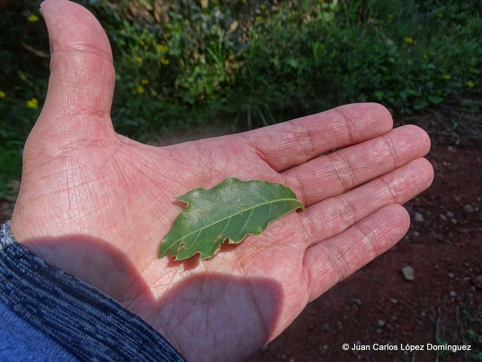 Imagem de Quercus laurina Bonpl.