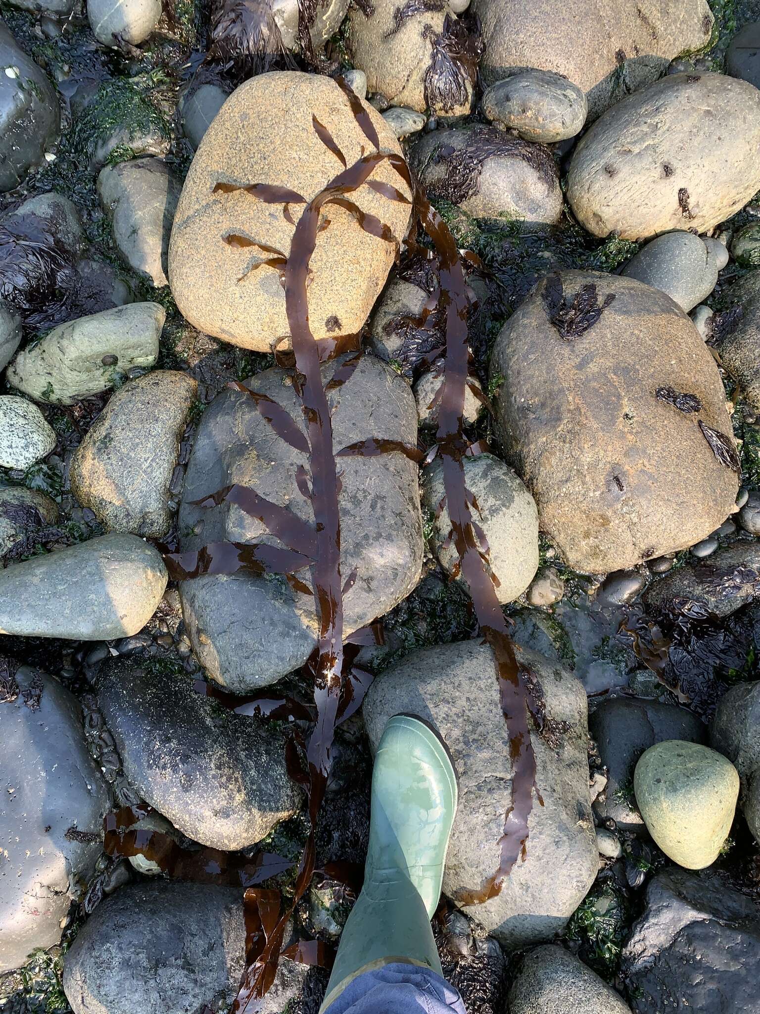 Image of Desmarestia herbacea