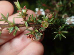 Image of Leptospermum arachnoides Gaertner