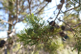 Plancia ëd Callitris verrucosa (A. Cunn. ex Endl.) F. Muell.