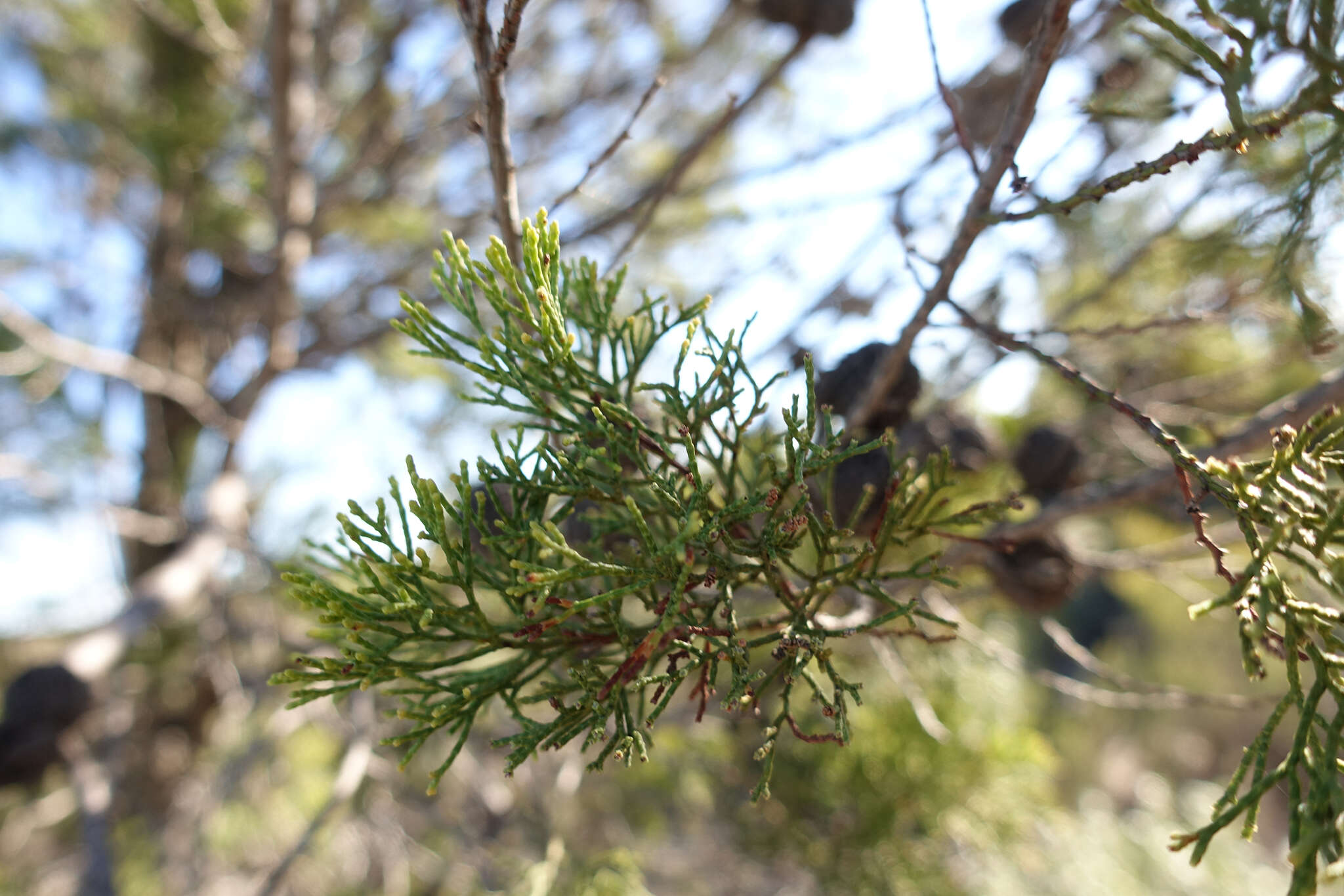 Plancia ëd Callitris verrucosa (A. Cunn. ex Endl.) F. Muell.