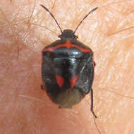 Image of Twice-stabbed Stink Bug