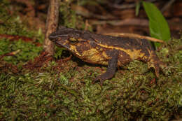 Image of Santa Rita beaked toad