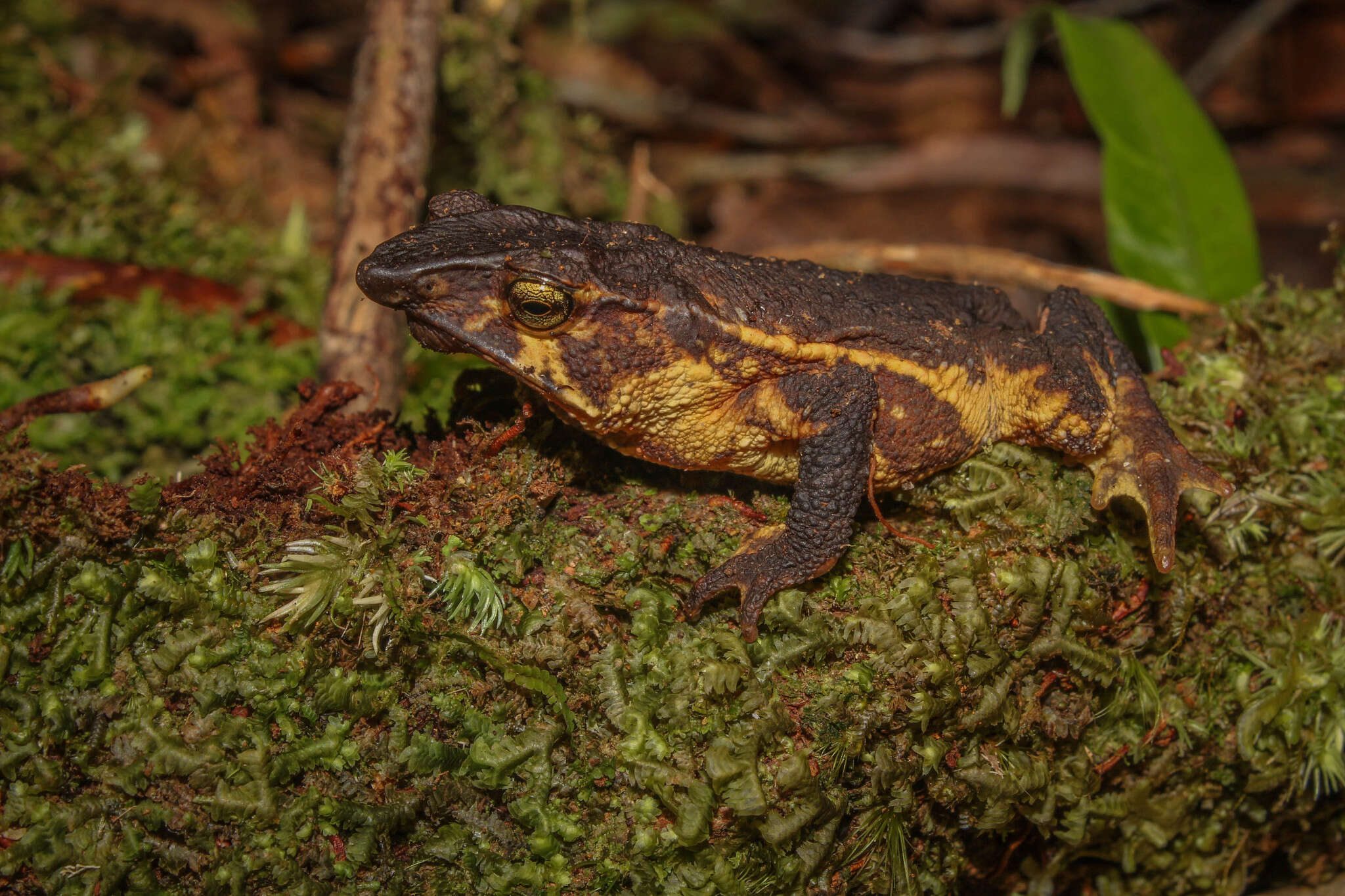 Image of Santa Rita beaked toad