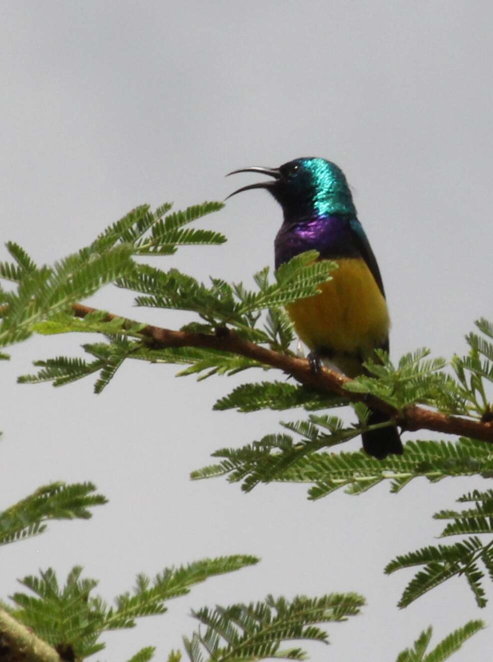 Cinnyris venustus (Shaw 1799) resmi