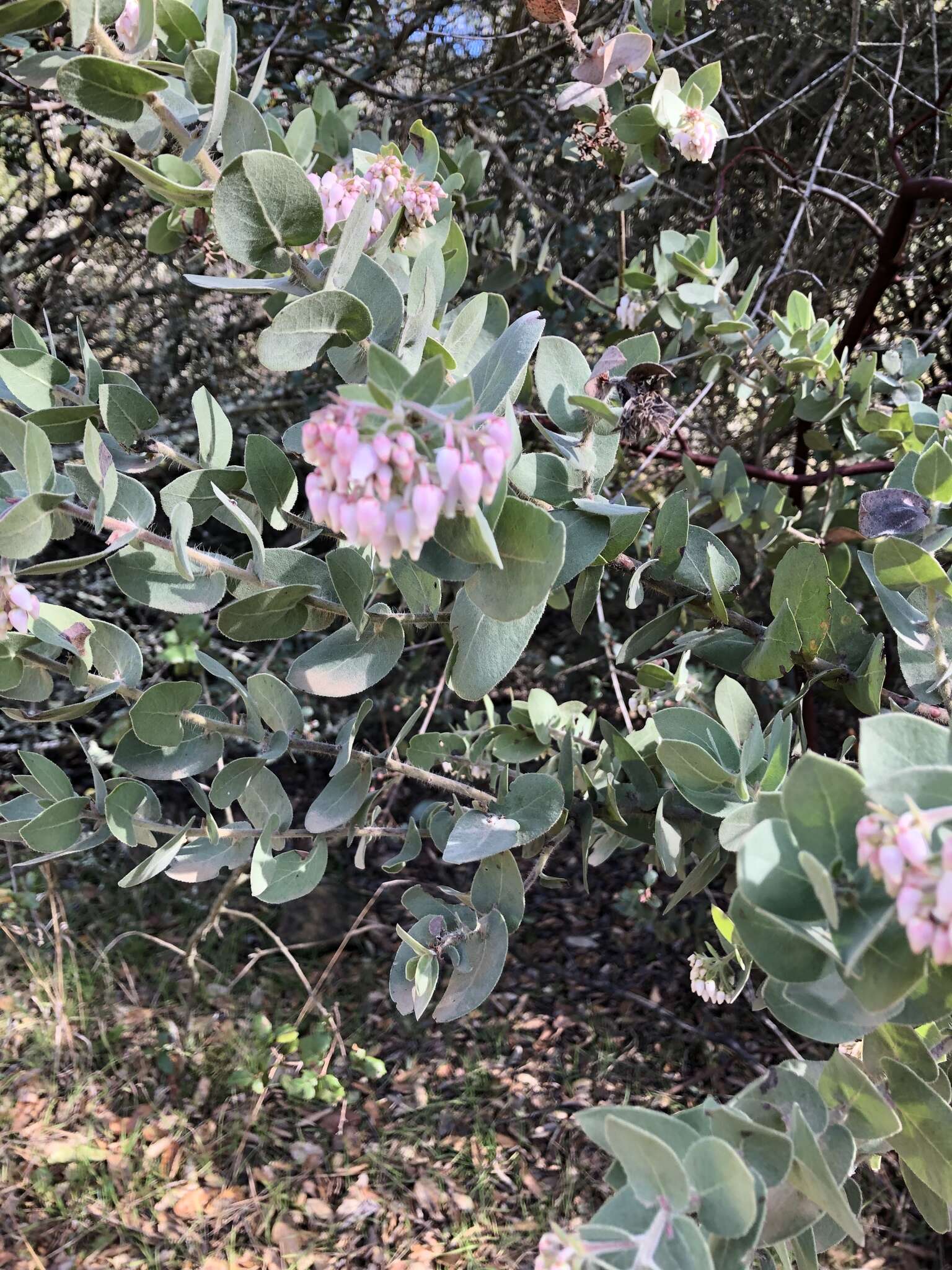 Слика од Arctostaphylos auriculata Eastw.