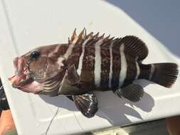 Image of Banded rockcod