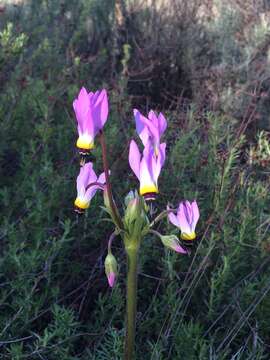 Image de Dodecatheon clevelandii subsp. clevelandii