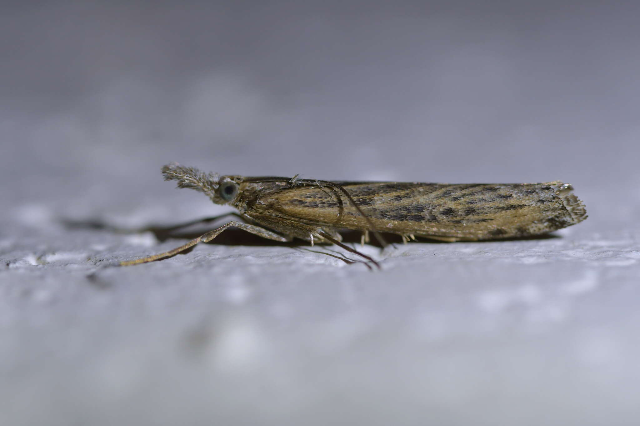 Image of Orocrambus cyclopicus Meyrick 1882