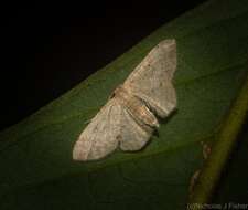 صورة Idaea pilosata Warren 1898