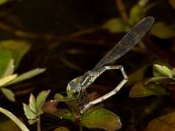 Plancia ëd Austrolestes leda (Selys 1862)