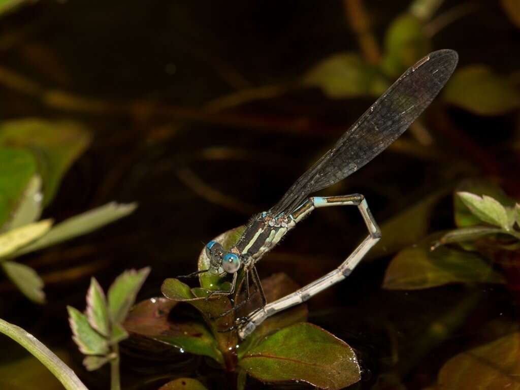 Image of Austrolestes leda (Selys 1862)