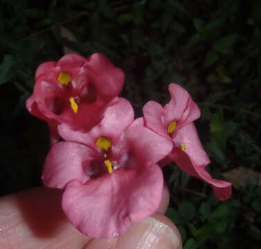 Image of Diascia patens (Thunb.) Grant ex Fourc.