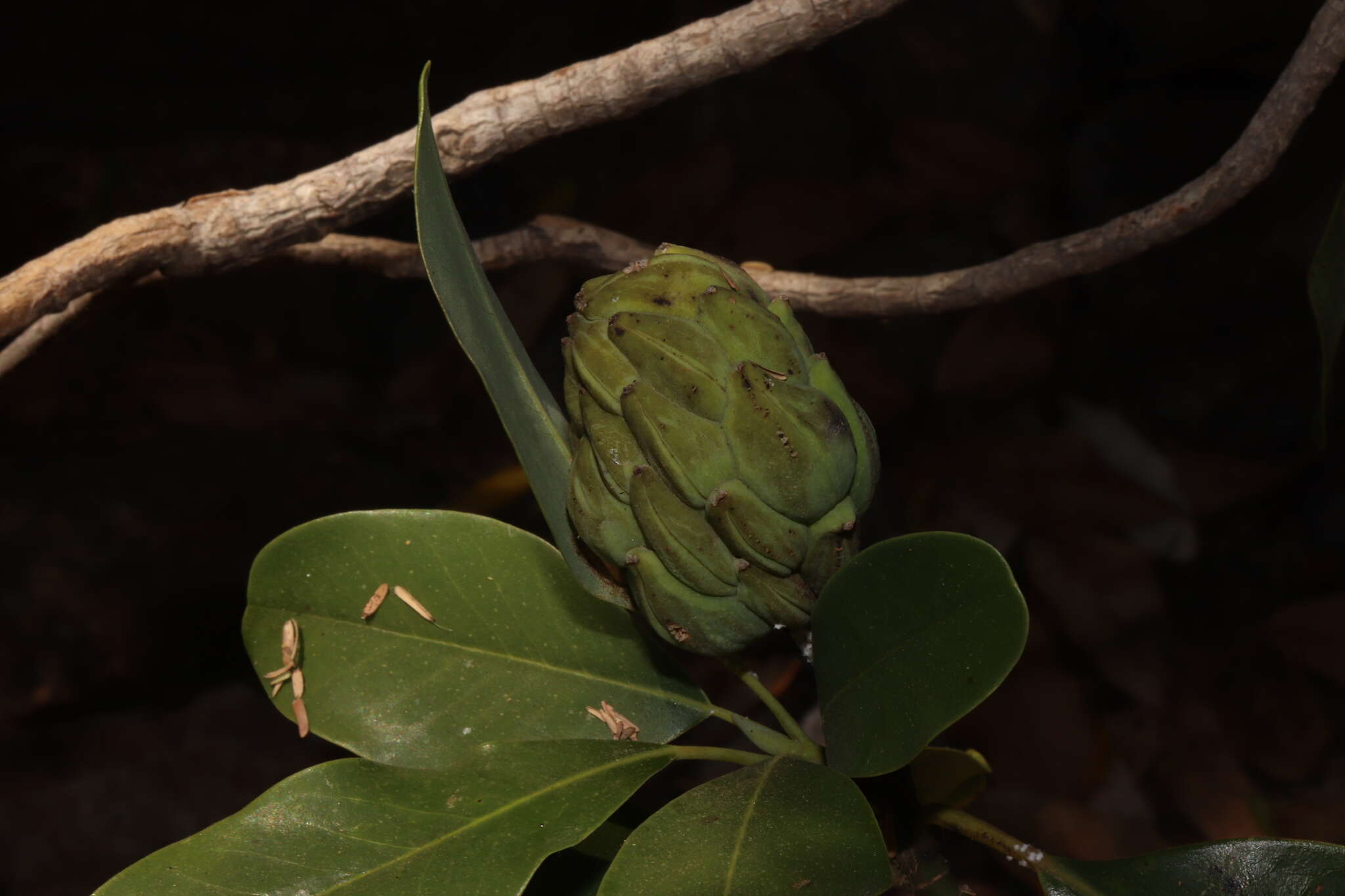 Magnolia pugana (Iltis & A. Vazquez) A. Vazquez & Carvajal的圖片