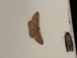 Image of Idaea inversata Guenée 1858