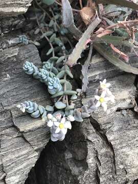 Imagem de Sedum dasyphyllum L.