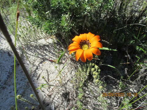 Imagem de Gazania pectinata (Thunb.) Hartweg