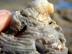 Image of scarlet thorny oyster