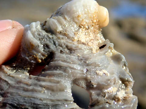 Image of scarlet thorny oyster