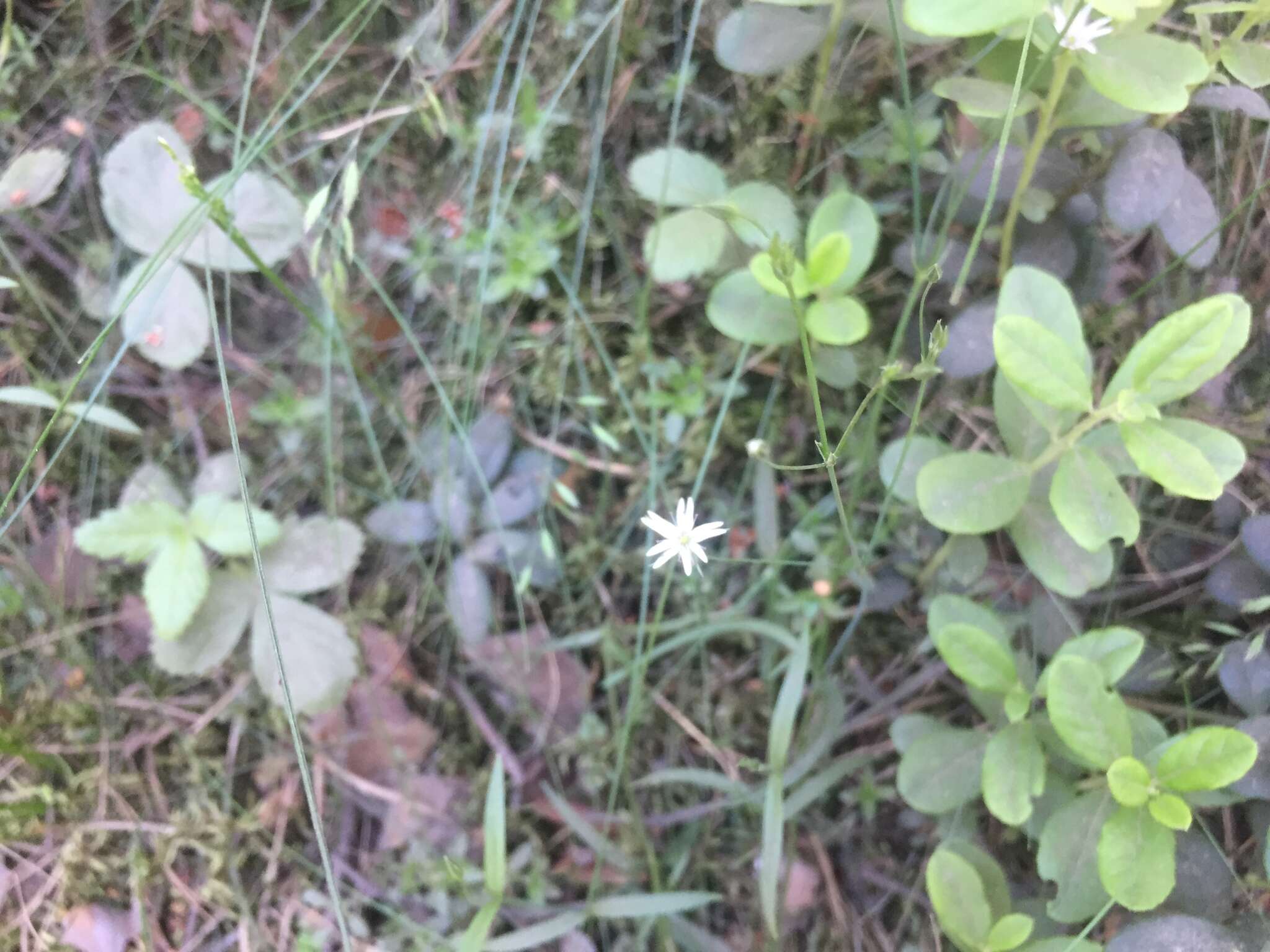 Image of marsh stitchwort