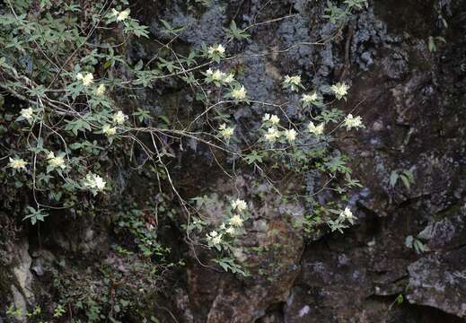 صورة Rhododendron keiskei Miq.