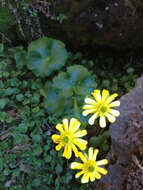 Image of Ranunculus nivicolus Hook.