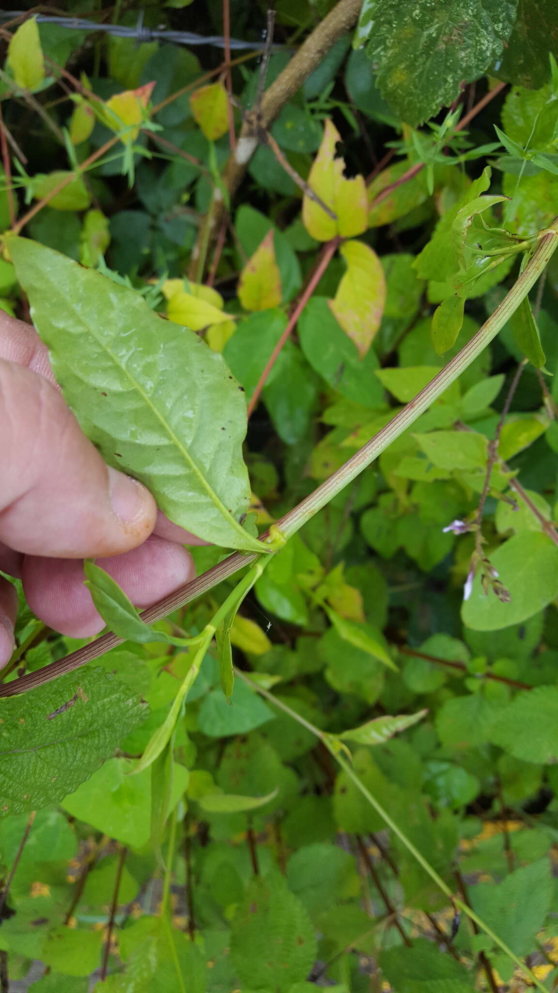 Image of Plumbago pulchella Boiss.