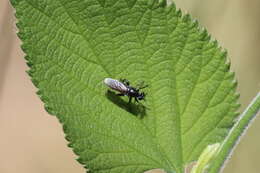 Image of Lampria bicolor (Wiedemann 1828)