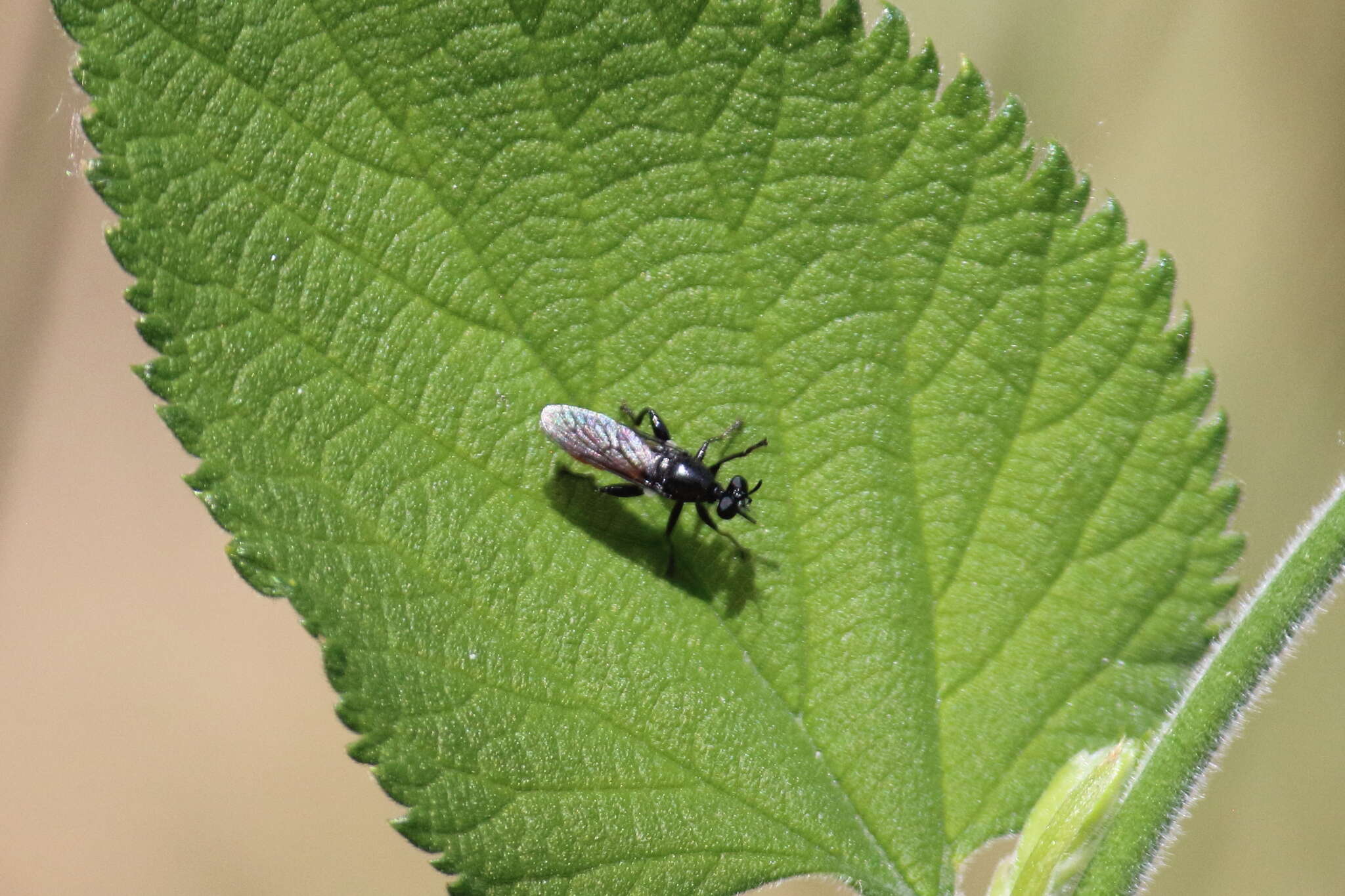 Image of Lampria bicolor (Wiedemann 1828)