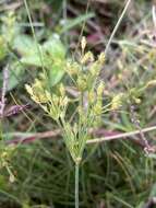 Image of Fimbristylis squarrosa Vahl