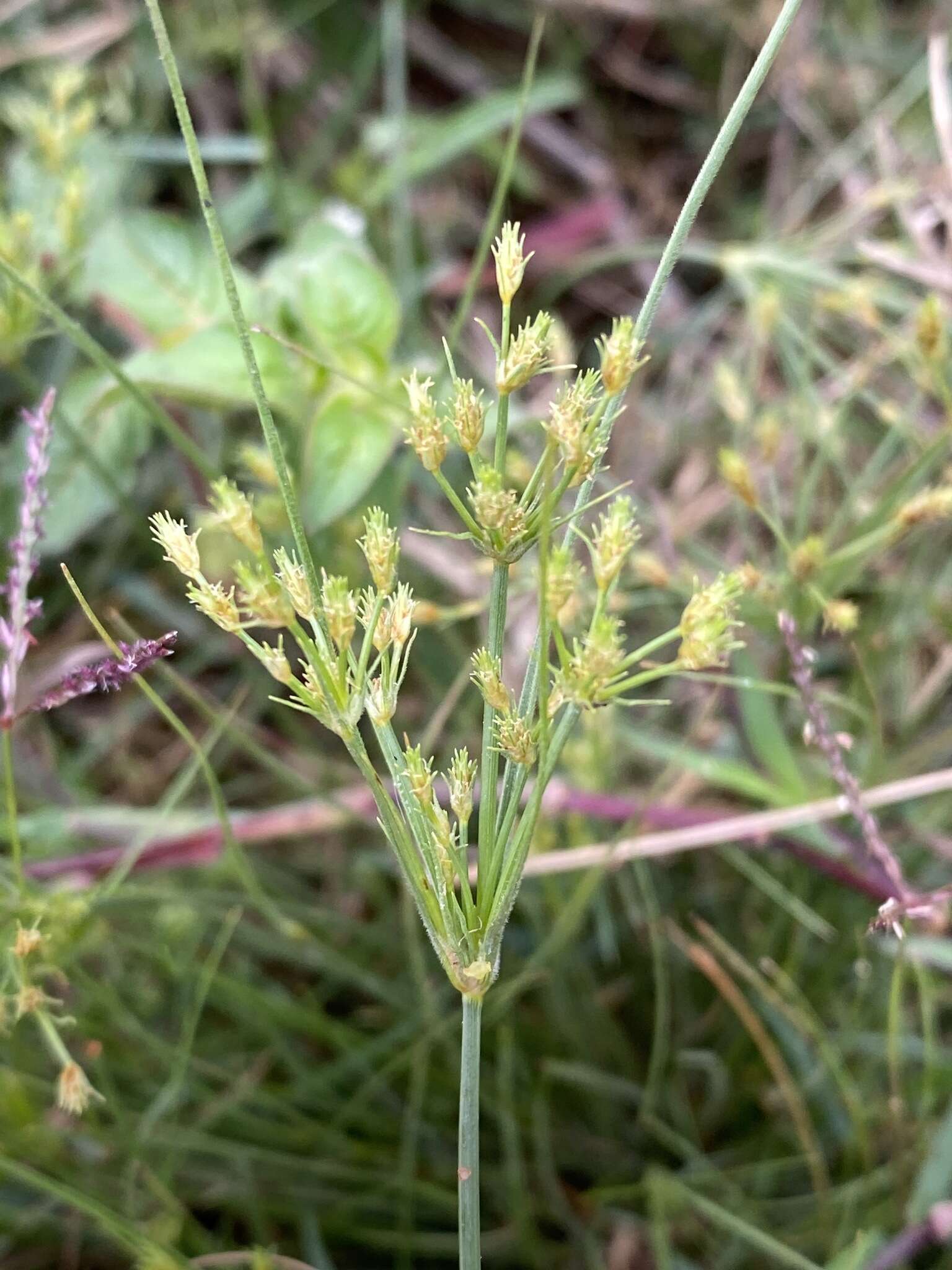 Fimbristylis squarrosa Vahl的圖片