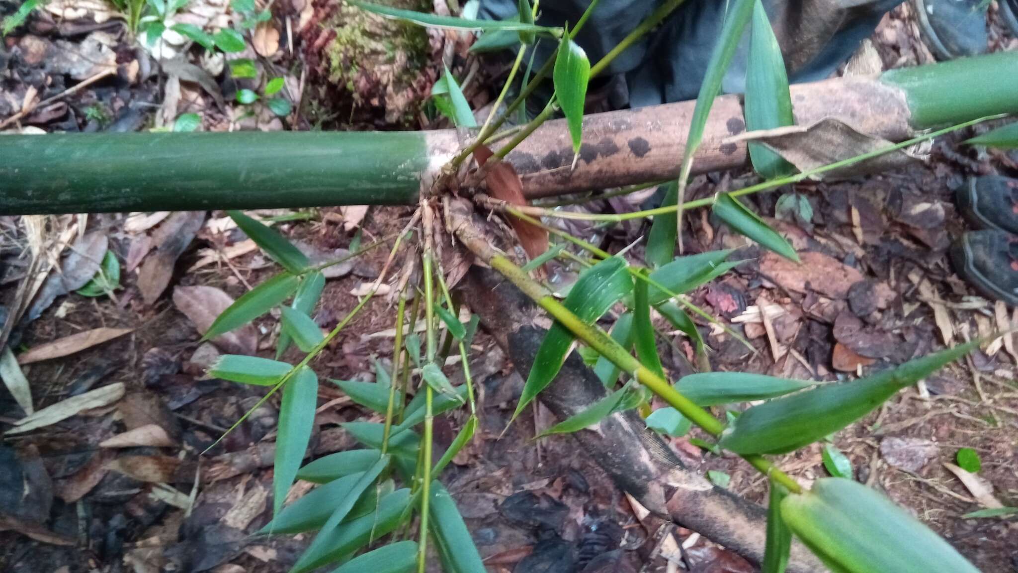 صورة Cathariostachys madagascariensis (A. Camus) S. Dransf.