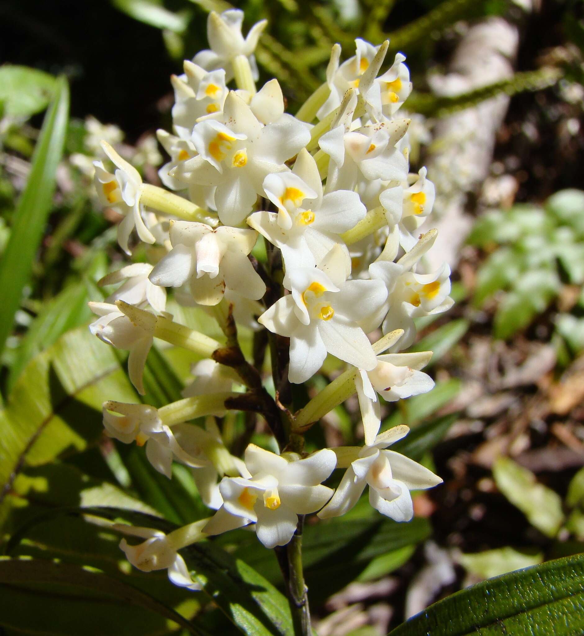 Image of Earina autumnalis (G. Forst.) Hook. fil.