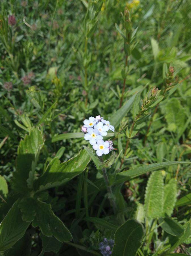 Plancia ëd Myosotis lithospermifolia (Willd.) Hornem.