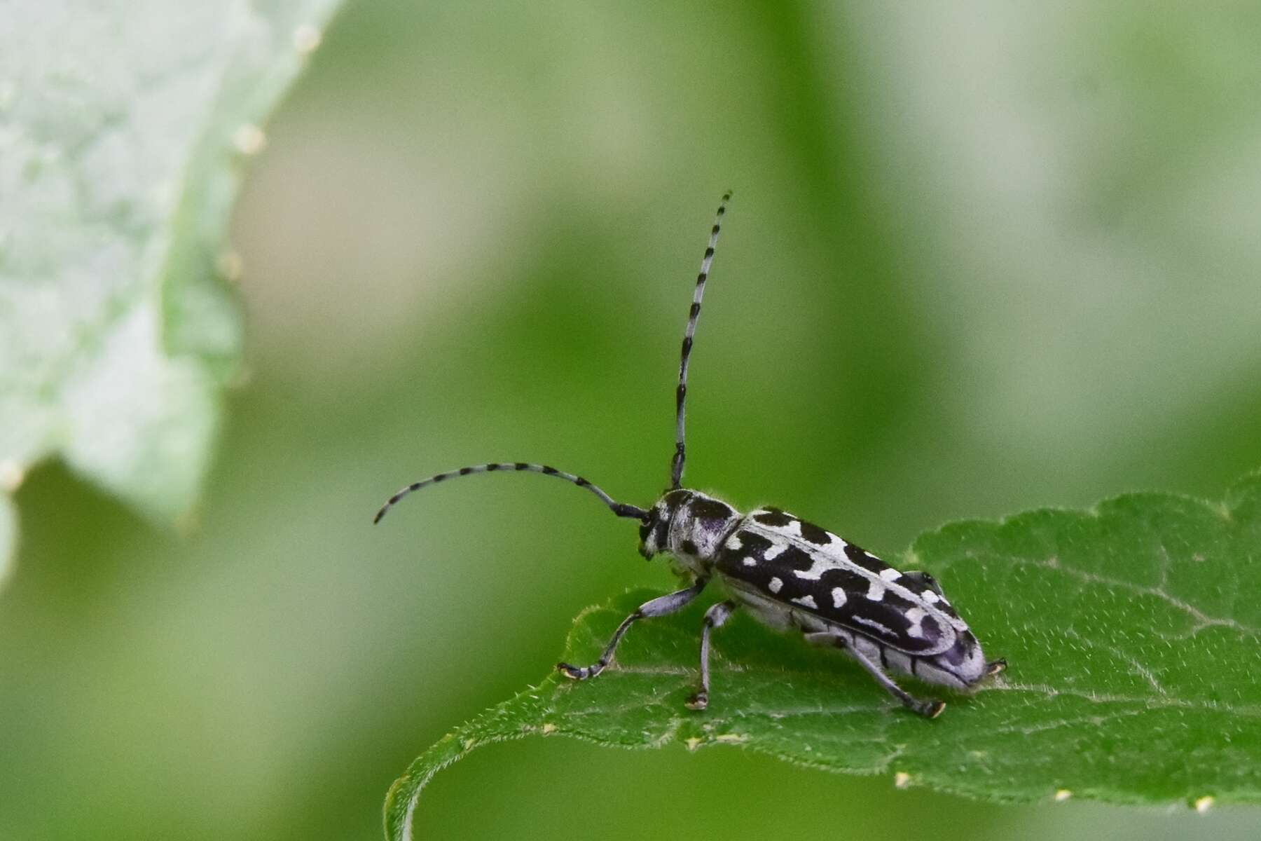 Saperda (Lopezcolonia) scalaris (Linné 1758) resmi