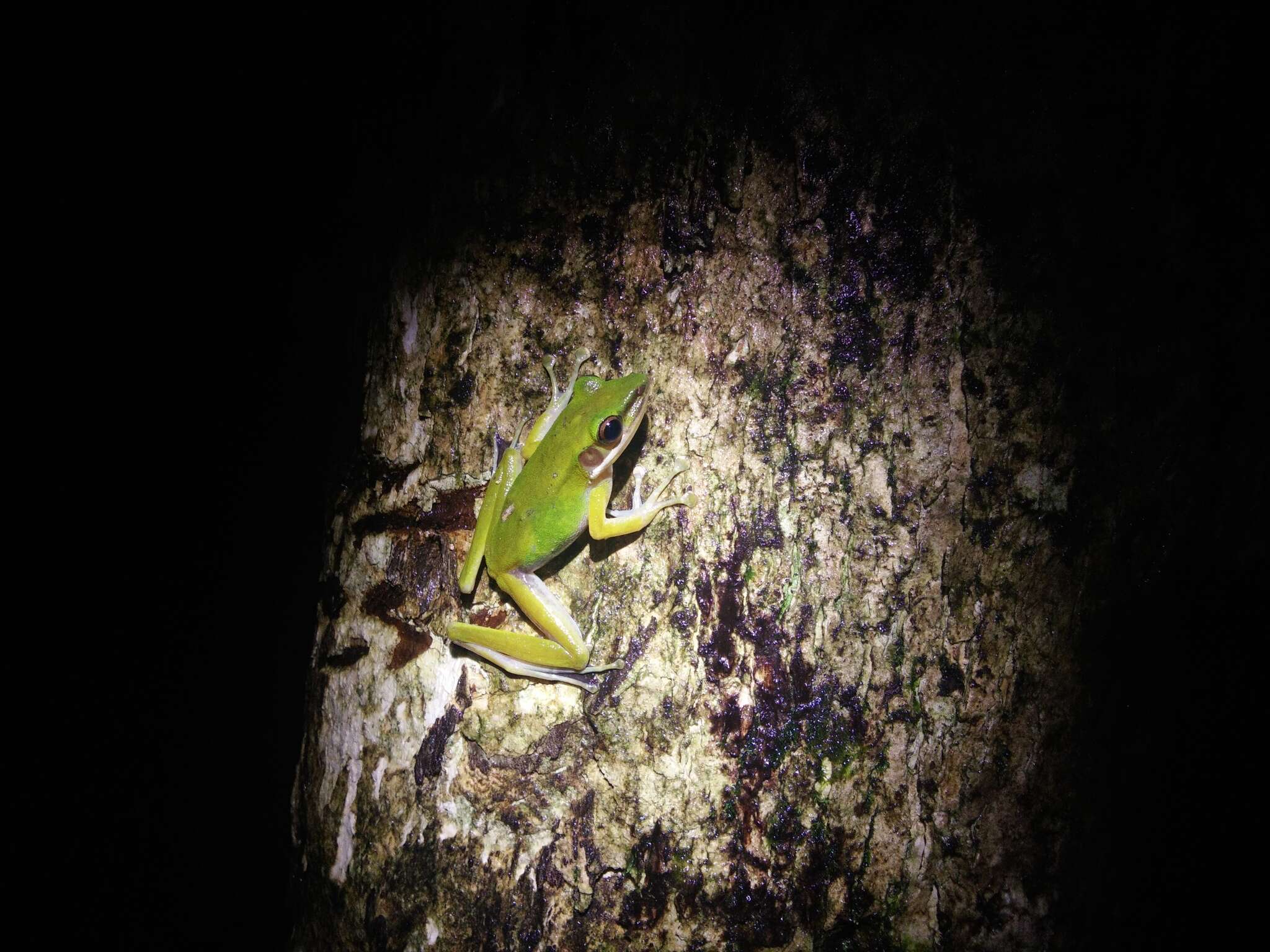 Image of Chalcorana eschatia (Inger, Stuart & Iskandar 2009)