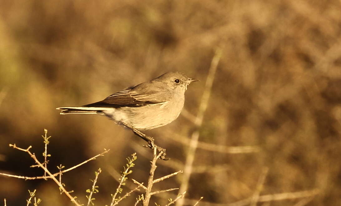 Image of Karoo Chat