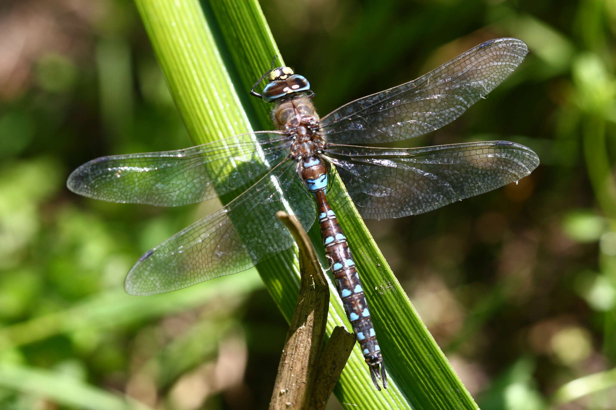 Image of Rhionaeschna diffinis (Rambur 1842)