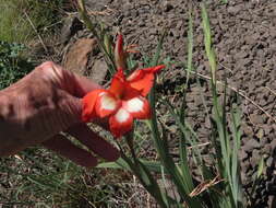 Imagem de Gladiolus saundersii Hook. fil.