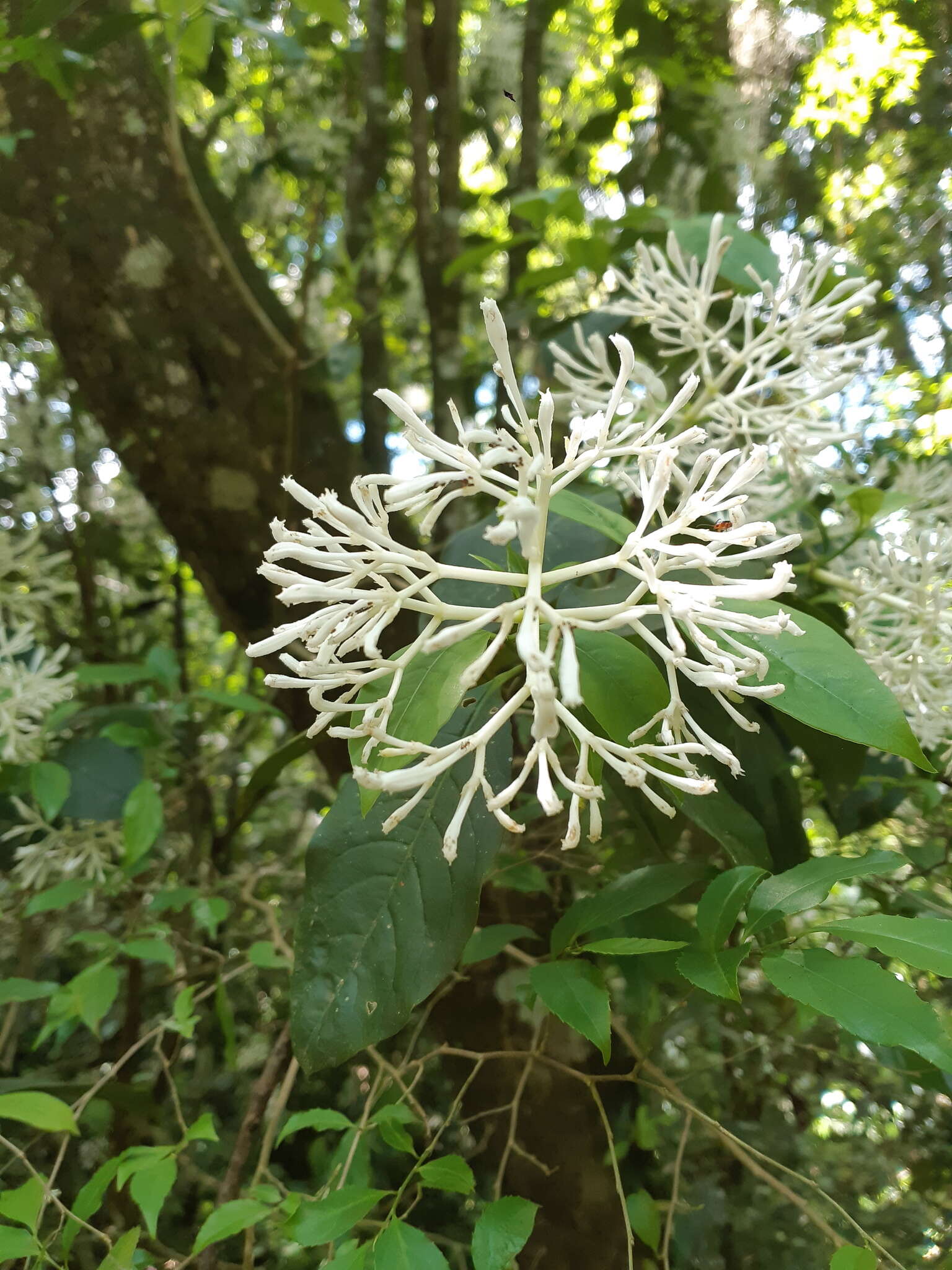 Image of Rudgea jasminoides (Cham.) Müll. Arg.