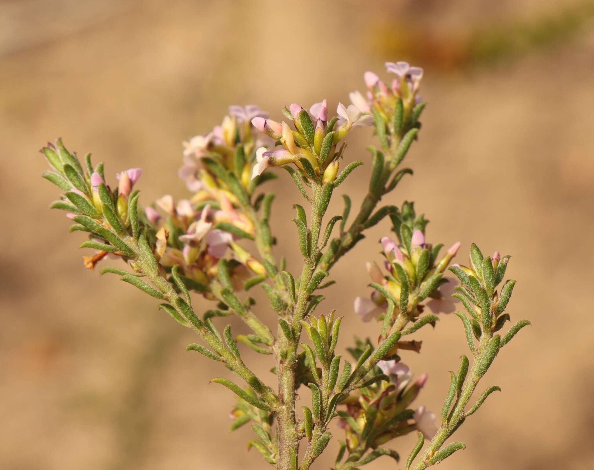 Image of Muraltia dispersa Levyns