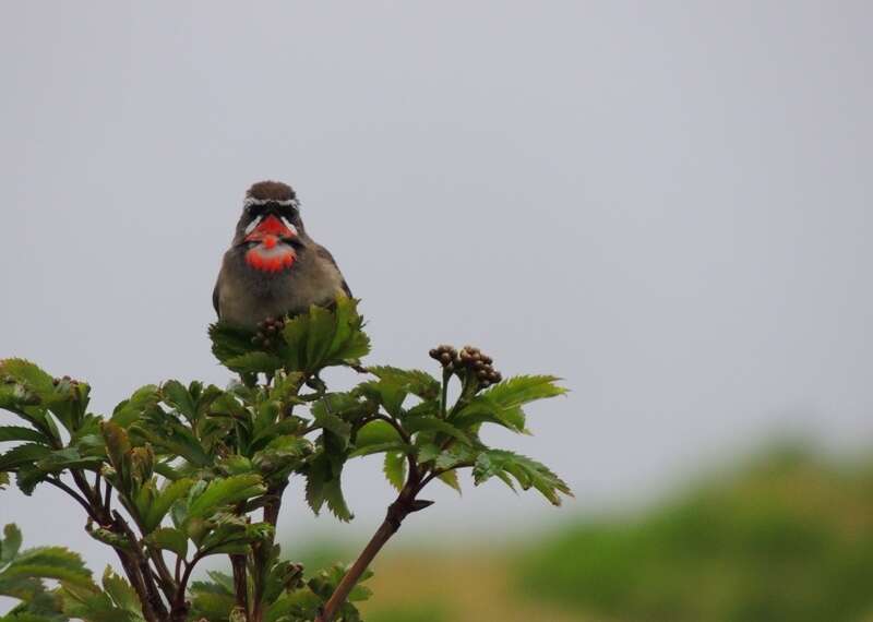 Image of Siberian Rubythroat