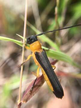 Image of Oberea walkeri Gahan 1894