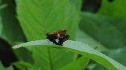 Image of Silver-spotted Skipper