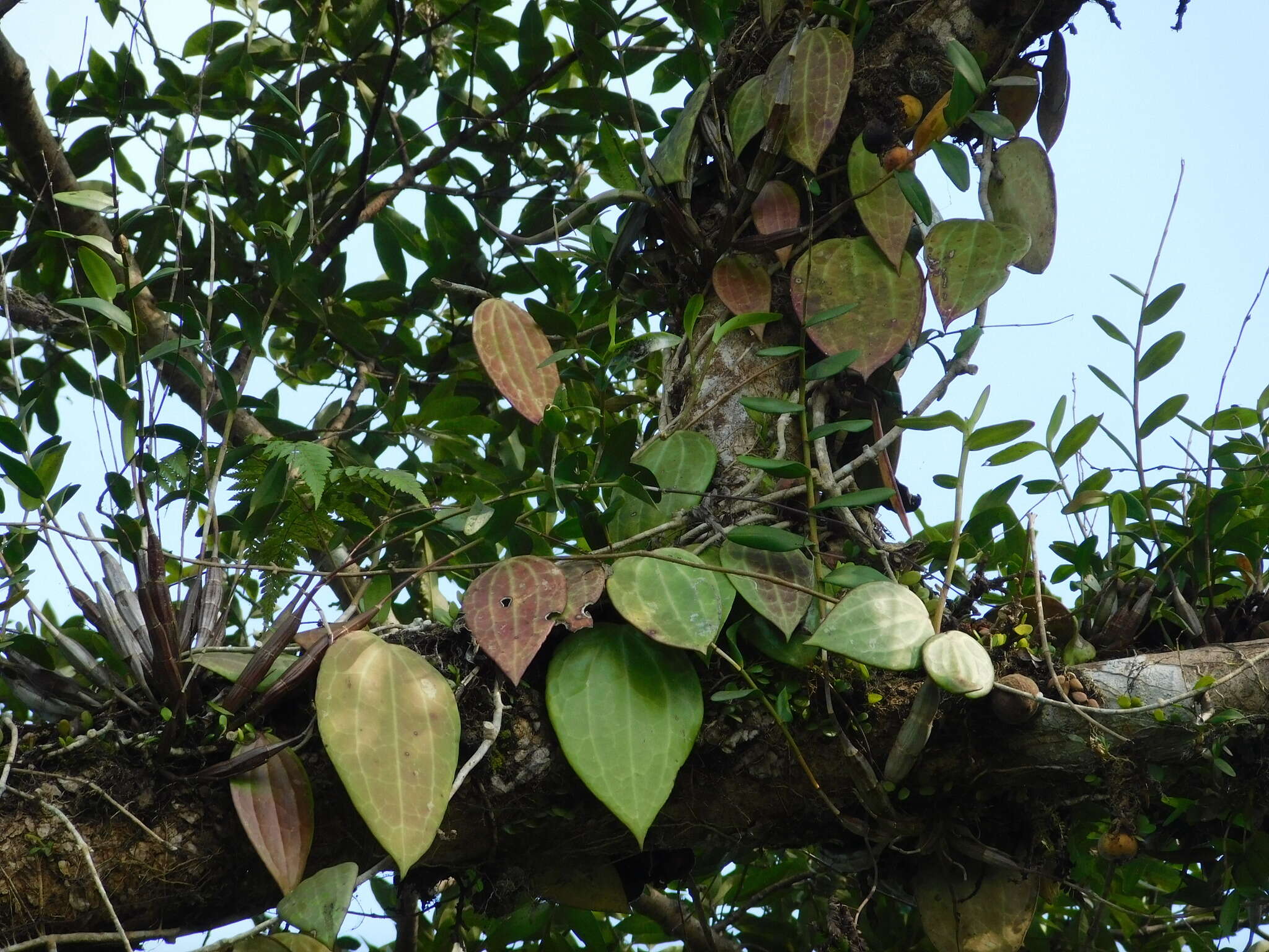 Image of Hoya macrophylla Bl.