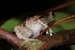 Image of Ornate Frog