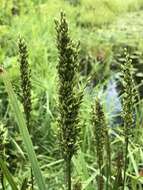 Image of Atlantic Manna Grass