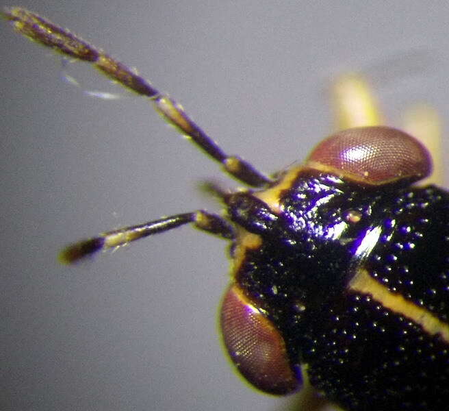 Image of <i>Geocoris ater</i>