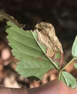 Image of Ectoedemia rubifoliella (Clemens 1860) Wilkinson et al. 1979